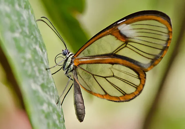 Fakta Menarik Kupu-Kupu Glasswing dan Transparansi Sayapnya