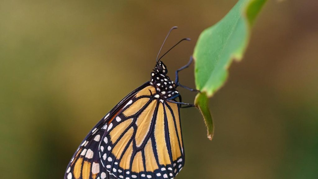 Fakta Menarik Tentang Kupu Kupu Monarch Migrasi dan Siklus Hidupnya